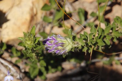 Psoralea fruticans, photographed by Tony Rebelo