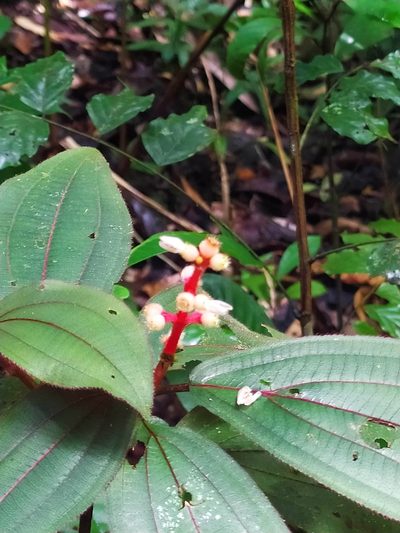 Miconia ceramicarpa, photographed by Guillaume Delaitre