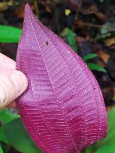 Miconia ceramicarpa, photographed by Guillaume Delaitre