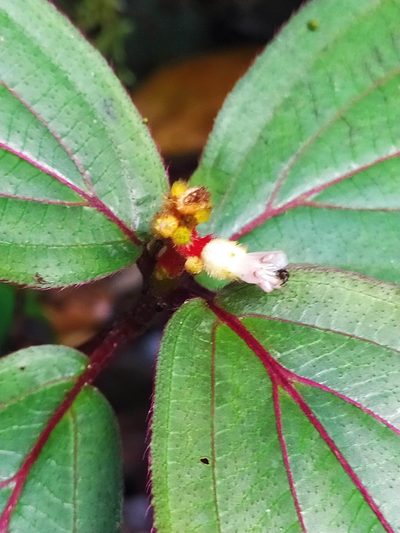 Miconia ceramicarpa, photographed by Guillaume Delaitre
