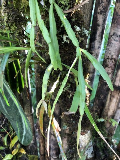 Rhipsalis micrantha, photographed by Skjold Søndergaard