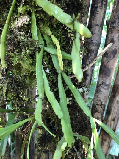 Rhipsalis micrantha, photographed by Skjold Søndergaard