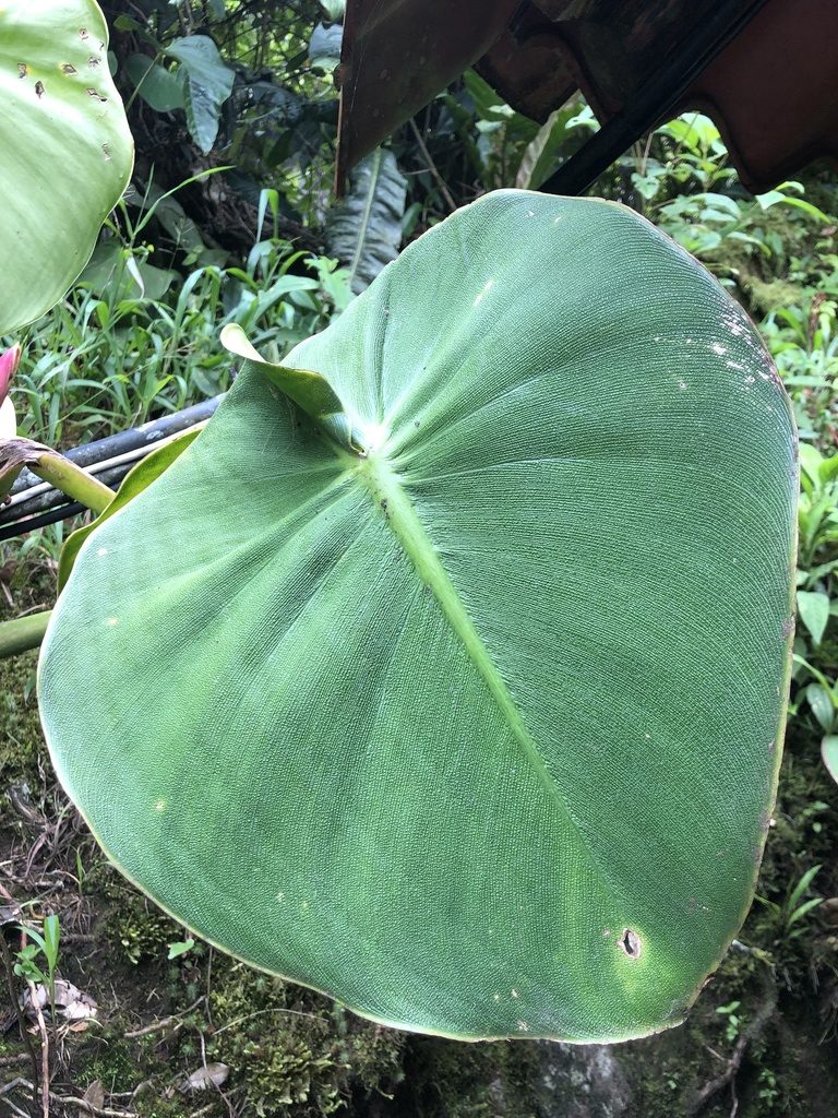 Philodendron rugosum, photographed by Skjold Søndergaard