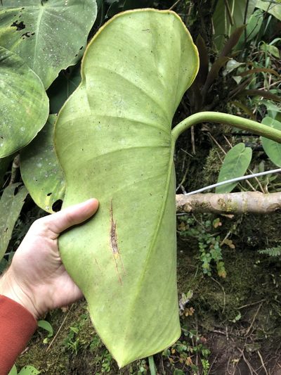 Philodendron rugosum, photographed by Skjold Søndergaard