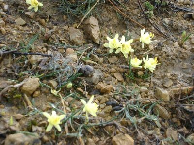 Narcissus hedraeanthus, photographed by Santiago Martín-Bravo