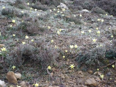 Narcissus hedraeanthus, photographed by Santiago Martín-Bravo