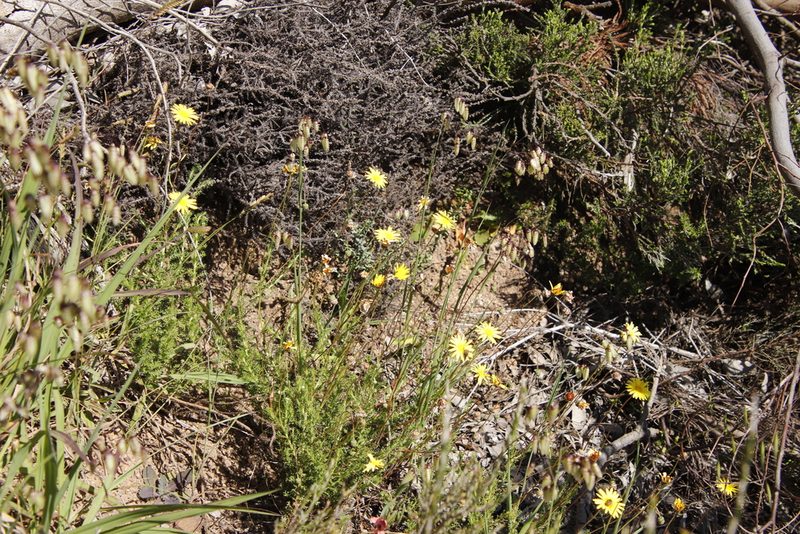 Ursinia anthemoides, photographed by Tony Rebelo