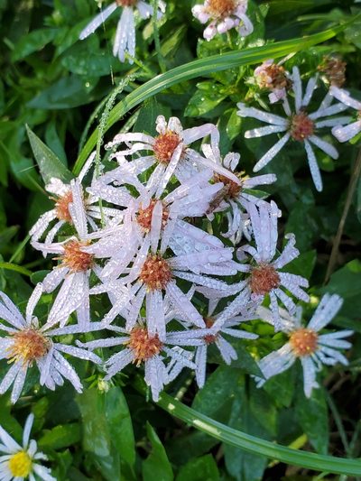 Symphyotrichum eulae, photographed by Jo Roberts