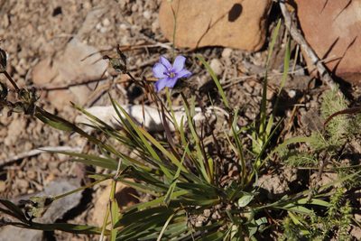 Aristea africana, photographed by Tony Rebelo