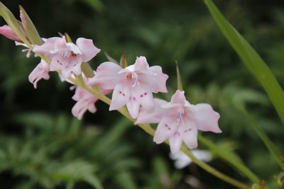 Gladiolus carneus, photographed by Tony Rebelo