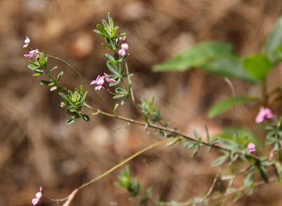 Indigofera filiformis, photographed by Tony Rebelo