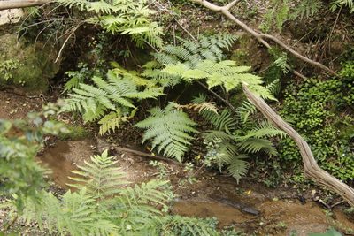 Pteris dentata, photographed by Tony Rebelo