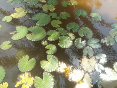 Nymphaea lotus, photographed by Sunday Berlioz KAKPO