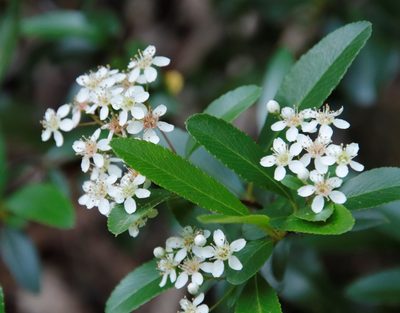 Pyracantha crenulata, photographed by Tony Rebelo
