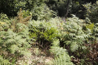 Billardiera heterophylla, photographed by Tony Rebelo