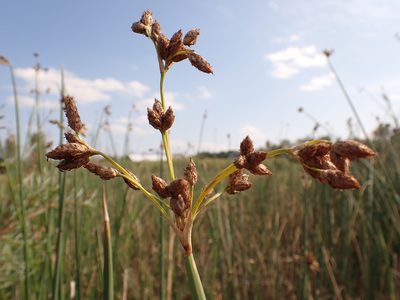 Schoenoplectus acutus, photographed by Matt Lavin