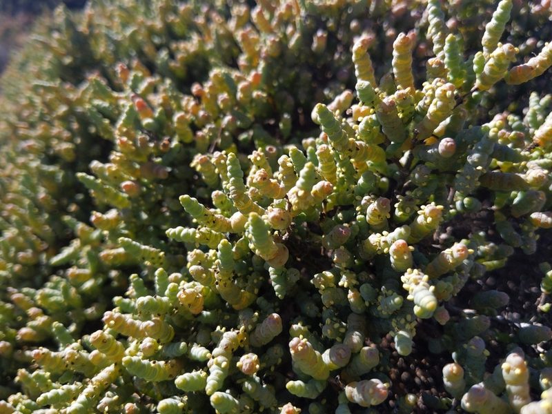Tecticornia pergranulata, photographed by Dylan Butcher