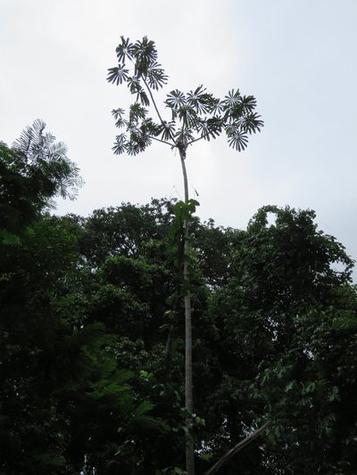 Cecropia sciadophylla, photographed by Vincent A. Vos