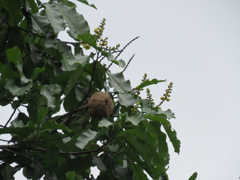 Bertholletia excelsa, photographed by Vincent A. Vos