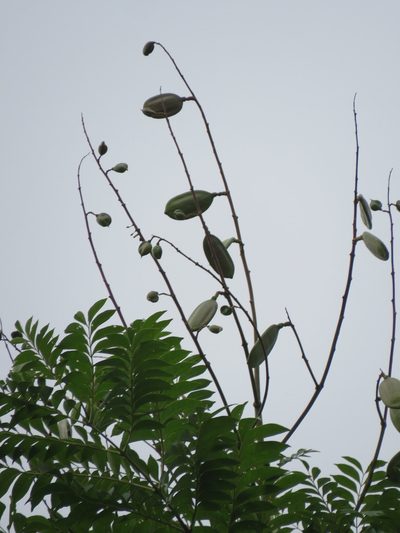 Jacaranda copaia, photographed by Vincent A. Vos