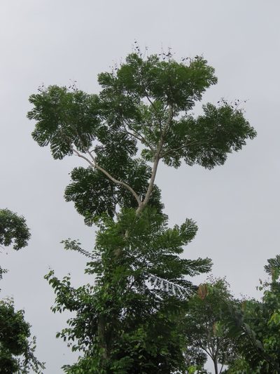 Jacaranda copaia, photographed by Vincent A. Vos