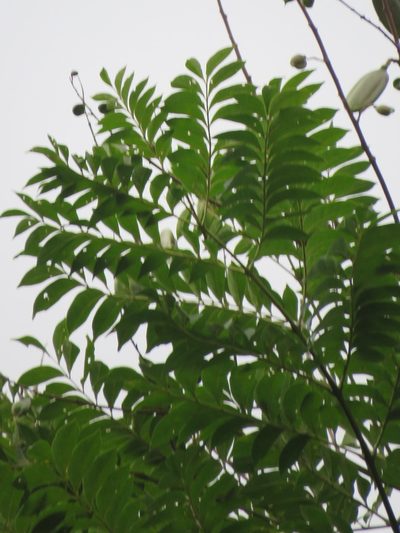 Jacaranda copaia, photographed by Vincent A. Vos