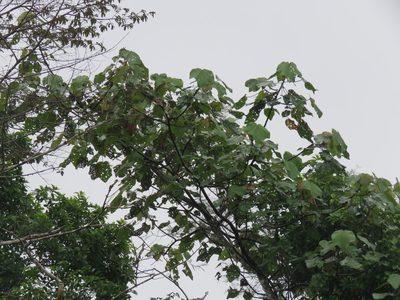 Ochroma pyramidale, photographed by Vincent A. Vos