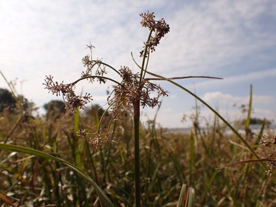 Scirpus microcarpus, photographed by Matt Lavin