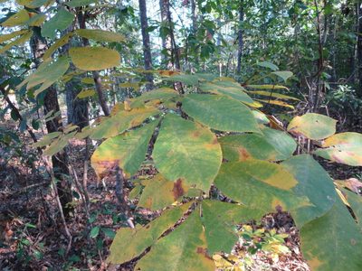 Carya tomentosa, photographed by Nonbinary-Naturalist