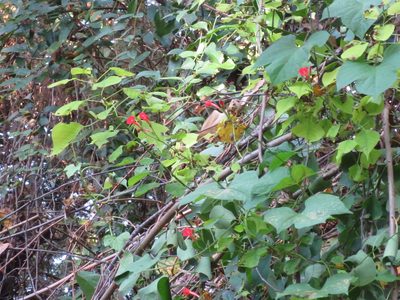 Ipomoea hederifolia, photographed by Nonbinary-Naturalist