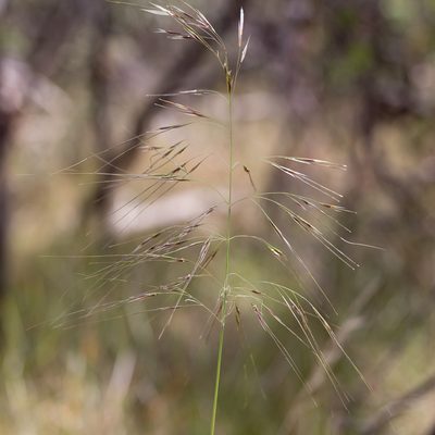 Austrostipa semibarbata, photographed by Kym Nicolson
