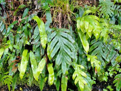 Austroblechnum colensoi, photographed by John Barkla