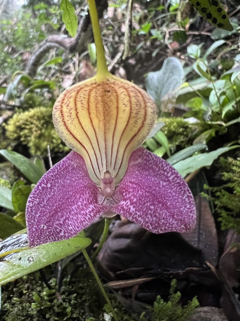 Masdevallia caudata, photographed by Nicolás Baresch Uribe