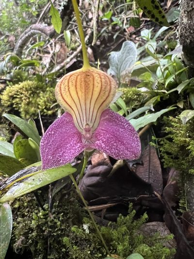 Masdevallia caudata, photographed by Nicolás Baresch Uribe
