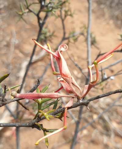 Grevillea huegelii, photographed by Rosalie Lawrence