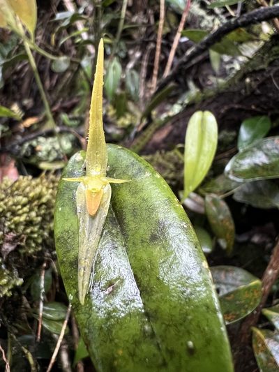 Pleurothallis microcardia, photographed by Nicolás Baresch Uribe