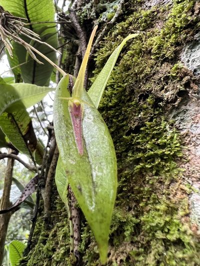 Pleurothallis microcardia, photographed by Nicolás Baresch Uribe