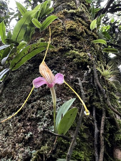 Masdevallia caudata, photographed by Nicolás Baresch Uribe