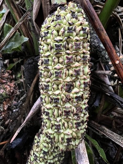 Sphaeradenia laucheana, photographed by Nicolás Baresch Uribe