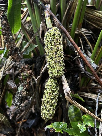 Sphaeradenia laucheana, photographed by Nicolás Baresch Uribe