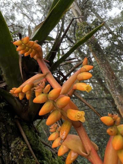 Racinaea tetrantha, photographed by Nicolás Baresch Uribe