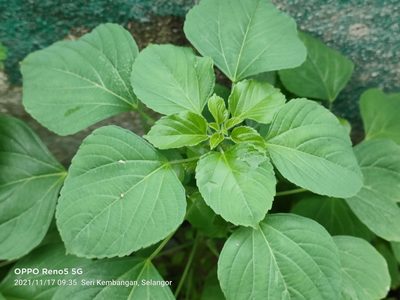 Acalypha indica, photographed by Ong Jyh Seng