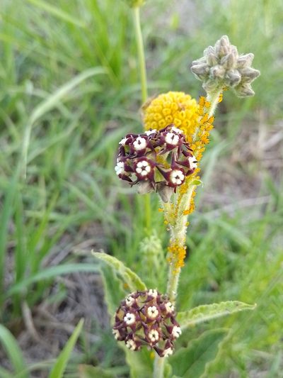 Oxypetalum arnottianum, photographed by Tomás Carranza Perales