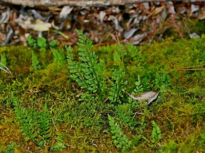 Asplenium laciniatum, photographed by Jacy Chen
