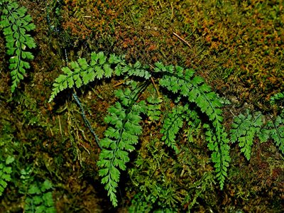 Asplenium laciniatum