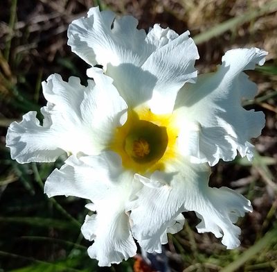 Mandevilla petraea, photographed by Tomás Carranza Perales