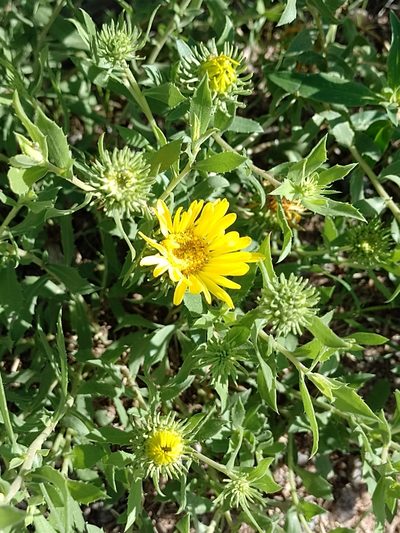 Grindelia cabrerae, photographed by Tomás Carranza Perales