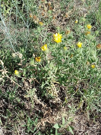 Grindelia cabrerae, photographed by Tomás Carranza Perales