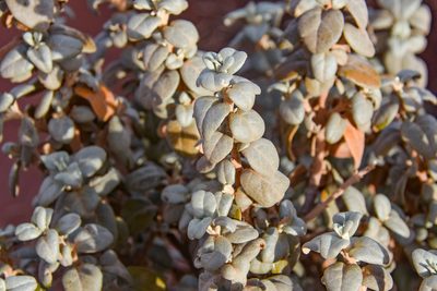 Shepherdia rotundifolia, photographed by Jay Pruett