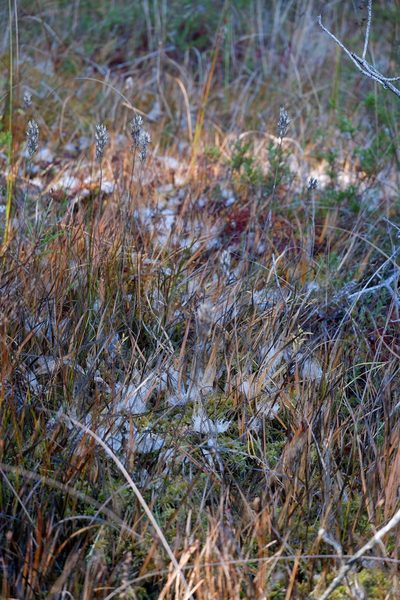 Narthecium americanum, photographed by Bonnie Semmling